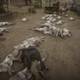 Illustration for article titled Red Dead Online Players Are Cloning Hundreds Of Cougars
